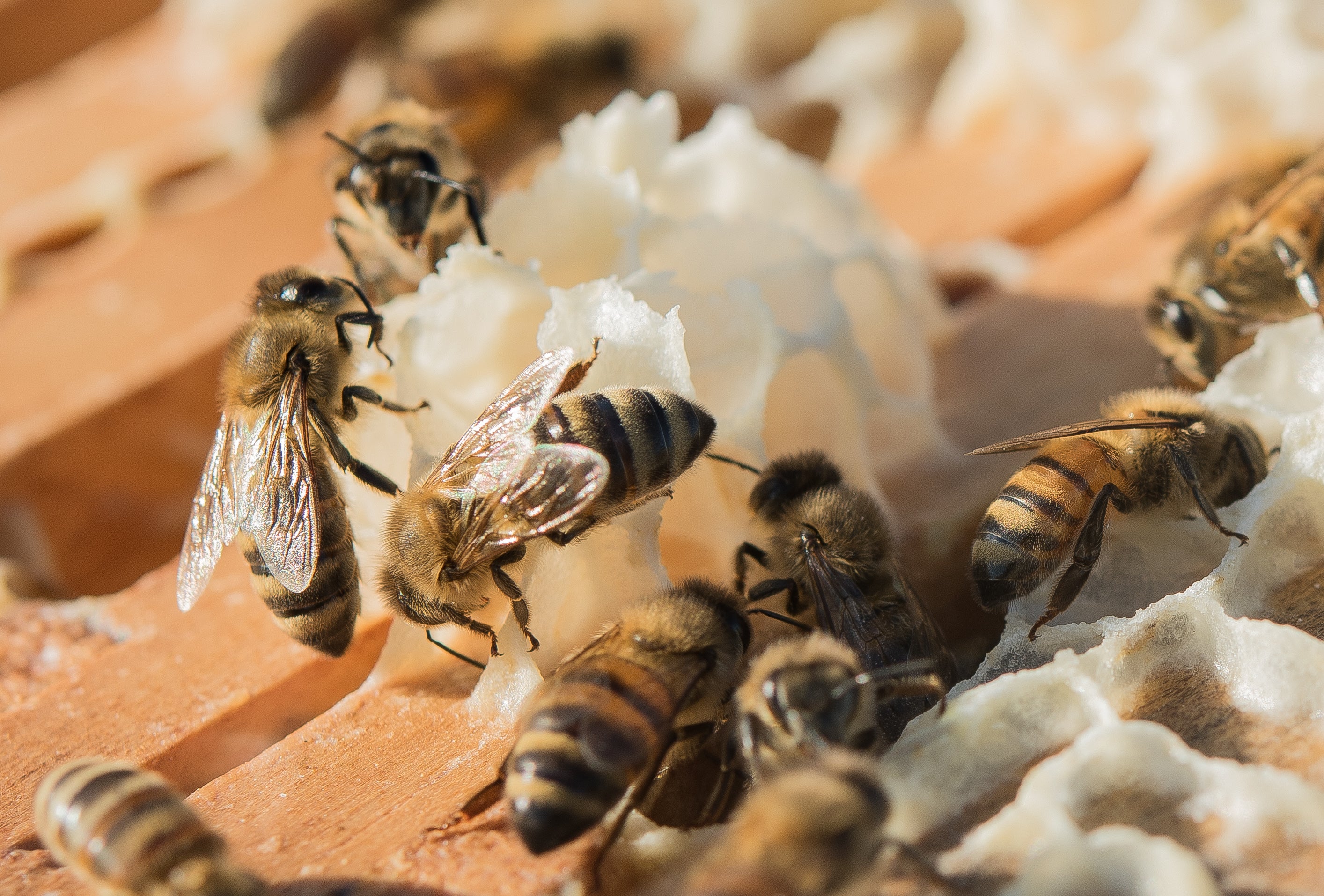 Beekeeping One-on-One