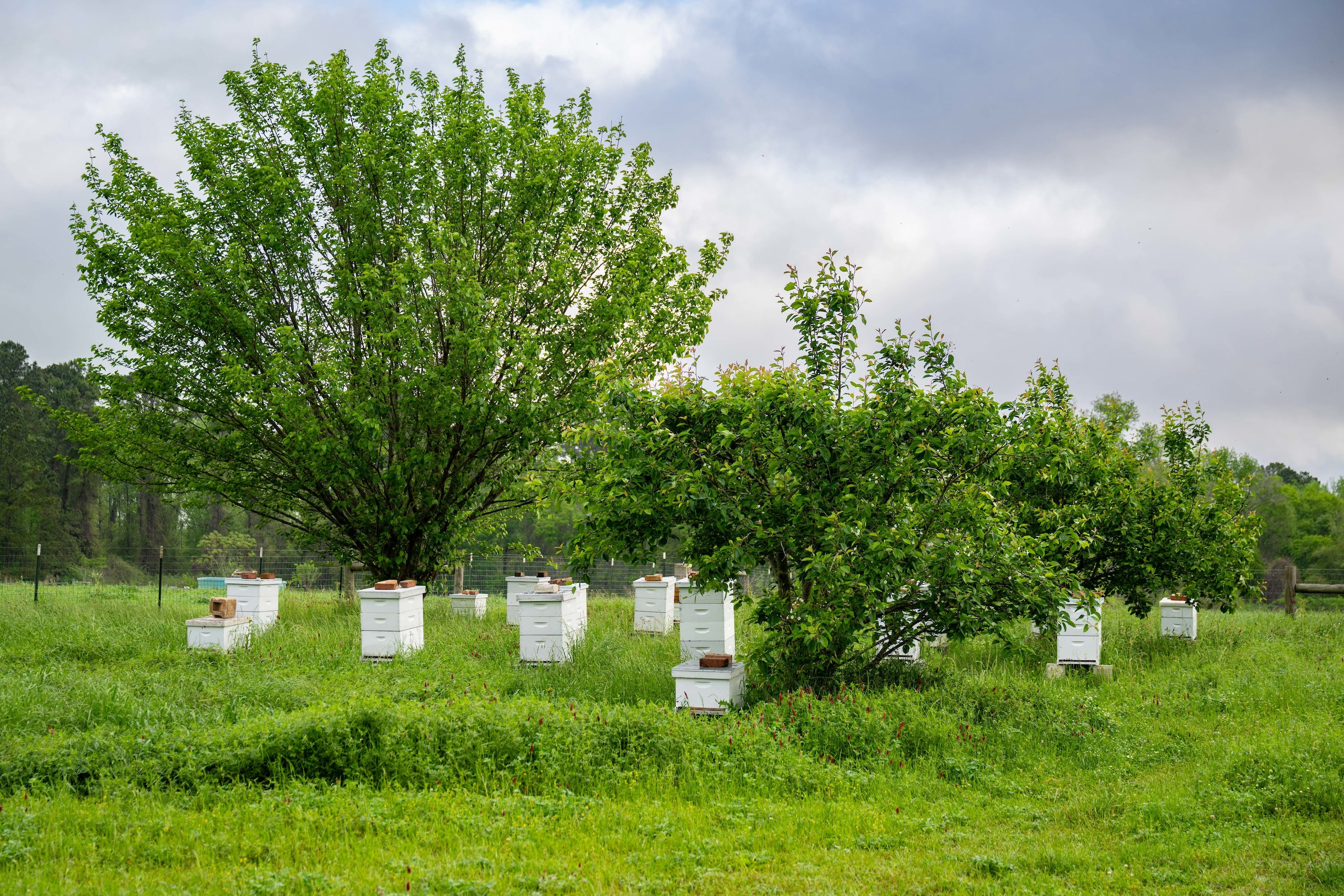 Beekeeping One-on-One - Image 2